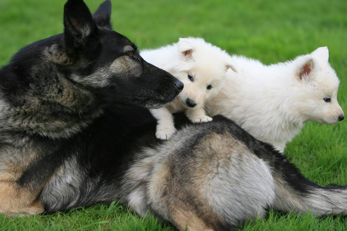 Deutscher Schäferhund mit Weißer Schäferhund Welpe 