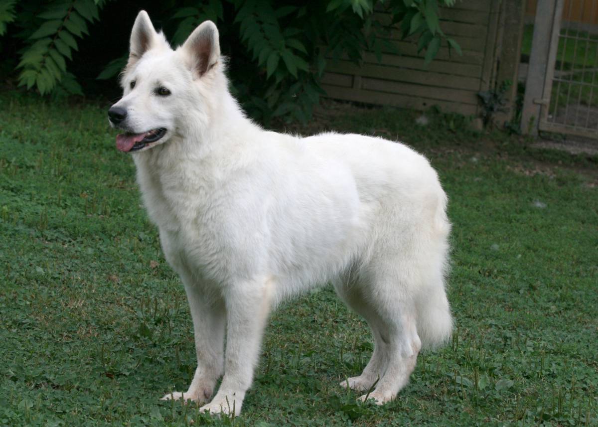 Weißer Schäferhund Hündin "Ursa of White Friends"