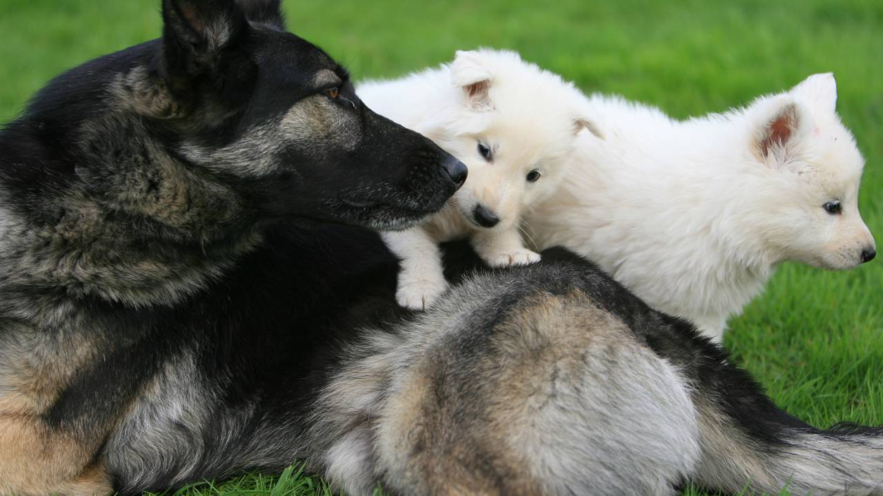 Weisser Schaferhund Geschichte Herkunft White Friends