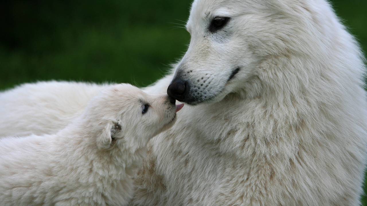 Hündin mit Weißer Schäferhund Welpe