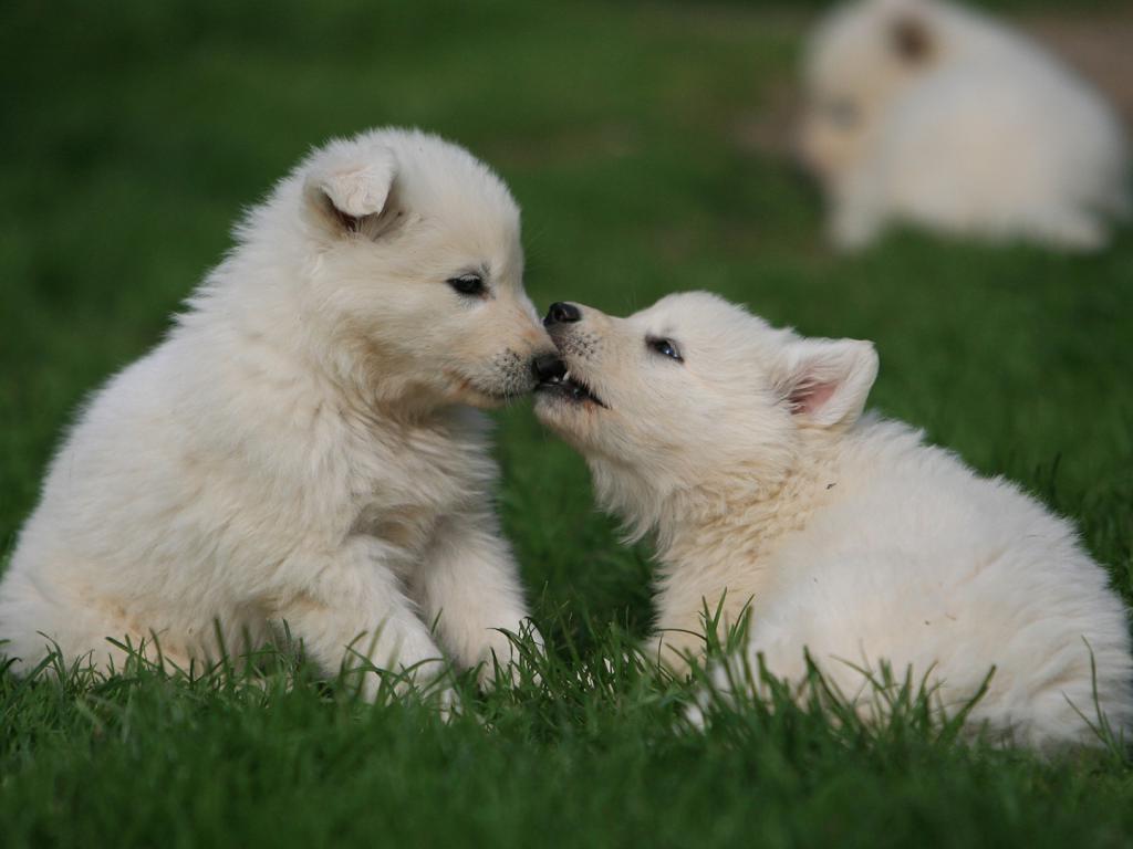 Weisse Schaferhunde Of White Friends White Friends